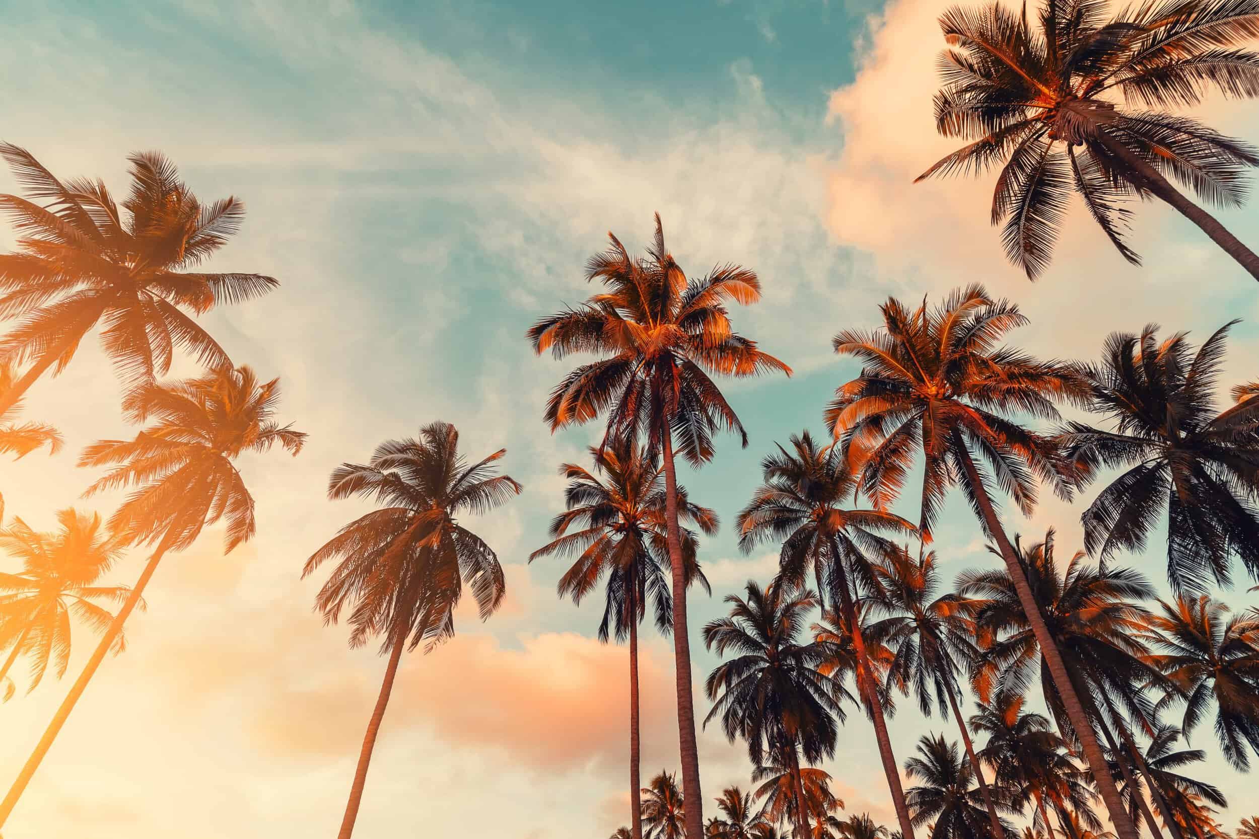 Elegant timepiece showcased outdoors with palm trees at sunset, luxury style for Mayors of Merrick P.
